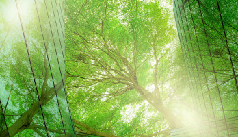 ENGIE Deutschland Zero Carbon-Magazin: ENGIE fordert schnellere Dekarbonisierungsmaßnahmen, Bäume, Fenster, Wald